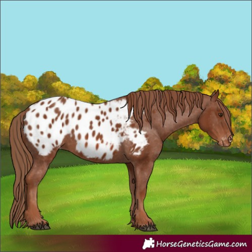 Horse Color:Chestnut Appaloosa 