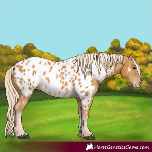 Horse Color:Palomino Appaloosa 