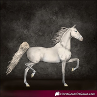 Horse Color:Perlino 