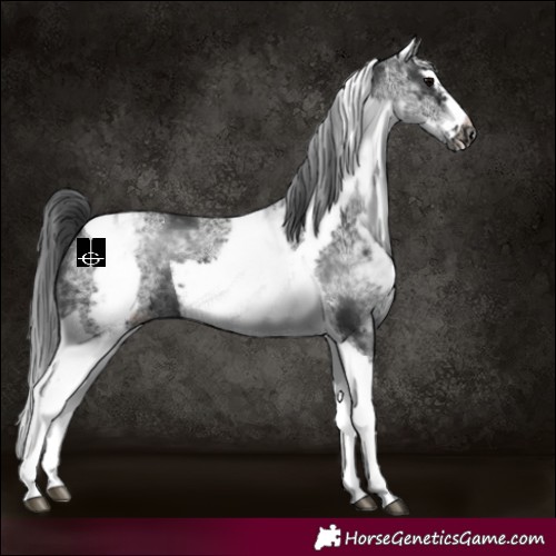 Horse Color:White Spotted Black Splash Tobiano Frame Appaloosa 