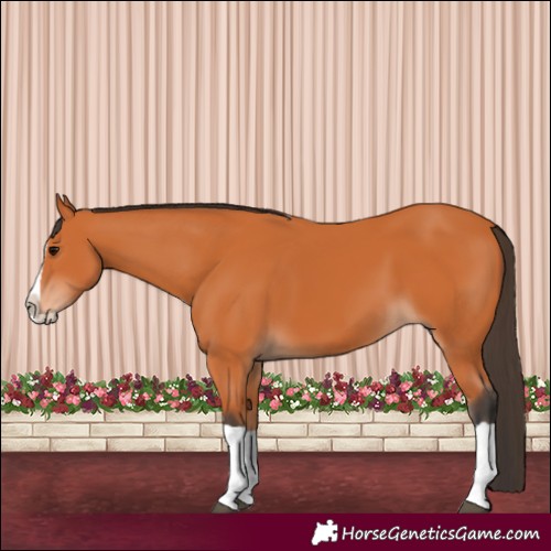 Horse Color:Bay Splash 