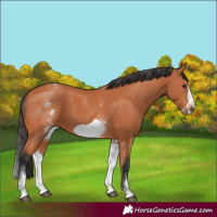 Horse Color:White Spotted Bay Frame 
