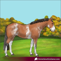 Horse Color:White Spotted Bay 