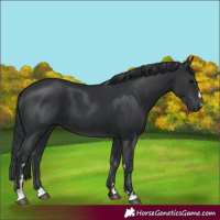 Horse Color:Black 