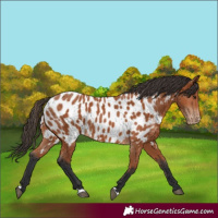 Horse Color:Bay Appaloosa