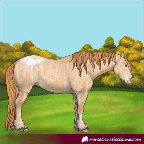 Horse Color:Red Dun Appaloosa  and Red Dun Appaloosa 