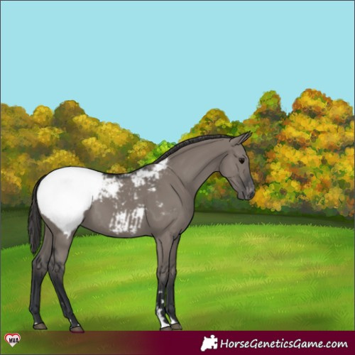 Horse Color:Grullo Snowcap 