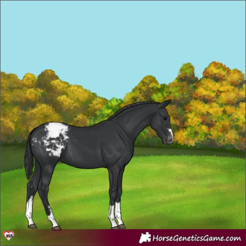 Horse Color:Black Appaloosa 