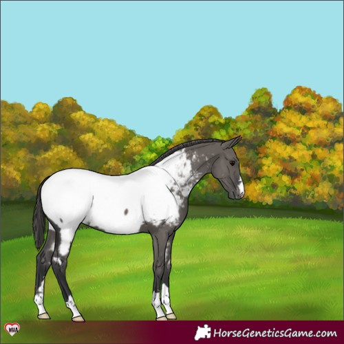 Horse Color:Grullo Appaloosa 