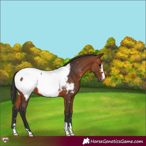 Horse Color:Bay Appaloosa 