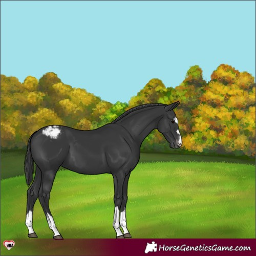 Horse Color:Black Appaloosa 