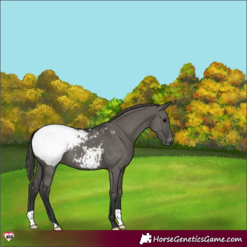 Horse Color:Grullo Appaloosa 