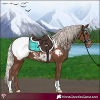 Horse Color:Silver Black Snowcap 