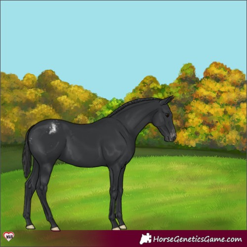 Horse Color:Black Appaloosa 
