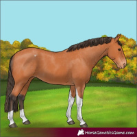 Horse Color:Bay Tobiano Appaloosa 