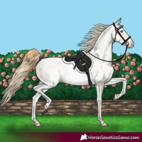 Horse Color:Buckskin Roan Pearl  and White Spotted Buckskin Roan Pearl 