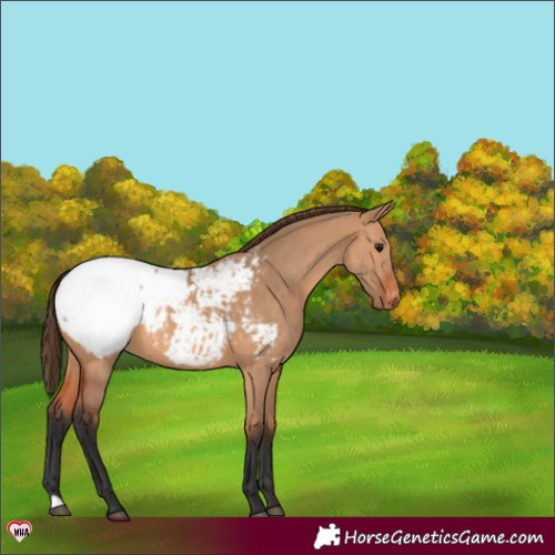 Horse Color:Bay Dun Appaloosa 