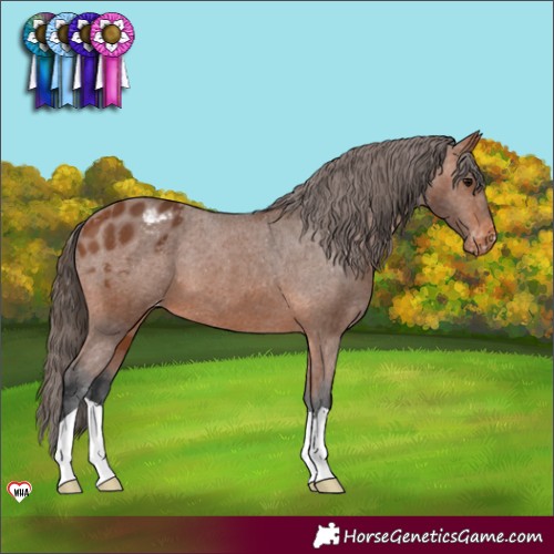 Horse Color:Bay Appaloosa 