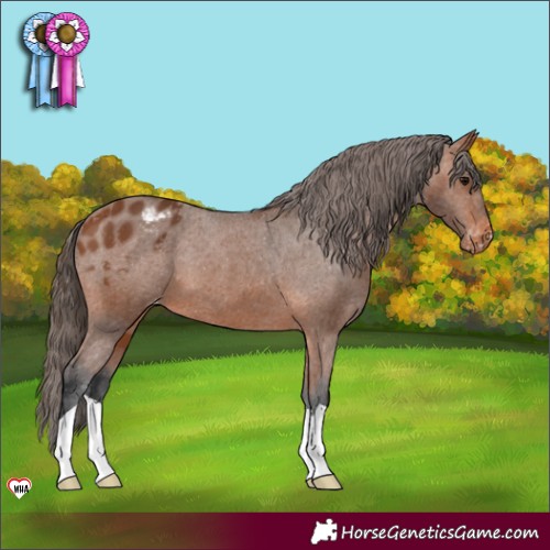 Horse Color:Bay Appaloosa 