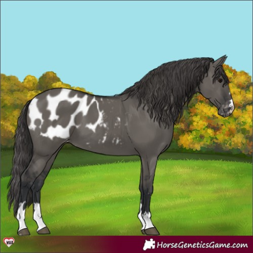 Horse Color:Grullo Appaloosa 