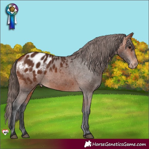 Horse Color:Bay Blanket 