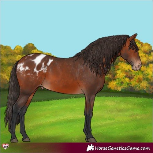 Horse Color:Bay Appaloosa 