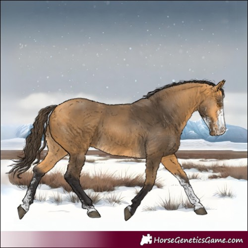 Horse Color:Buckskin Sabino 
