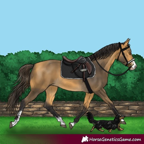 Horse Color:Buckskin Sabino 