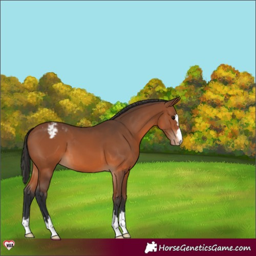 Horse Color:Bay Appaloosa 