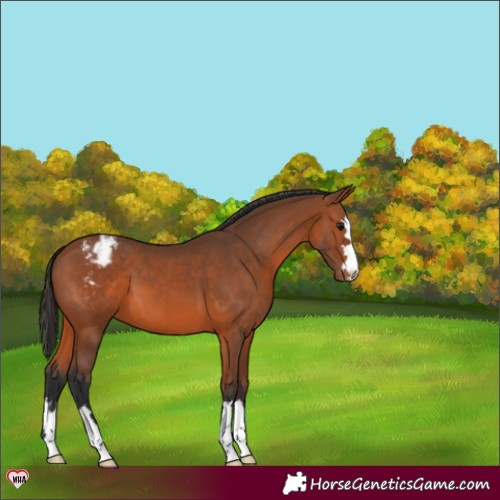 Horse Color:Bay Appaloosa 