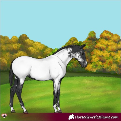 Horse Color:Black Appaloosa 