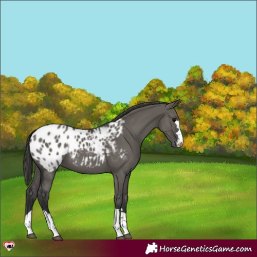 Horse Color:Grullo Appaloosa 