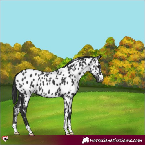 Horse Color:Black Appaloosa 