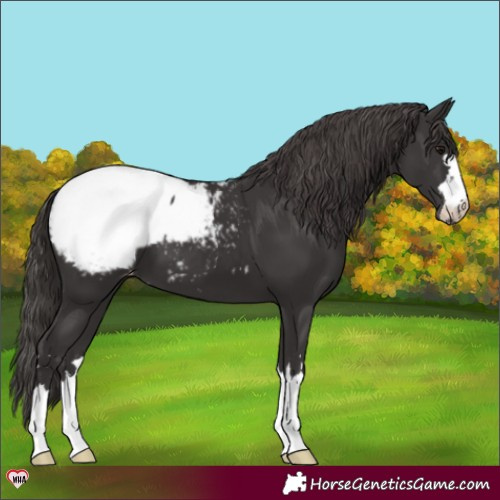 Horse Color:Smoky Black Snowcap 