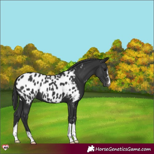 Horse Color:Black Appaloosa 