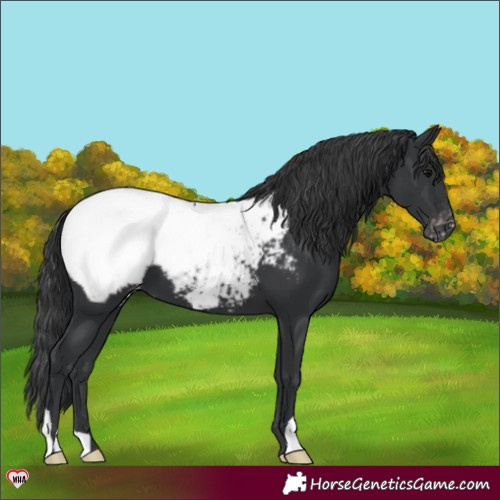 Horse Color:Black Appaloosa