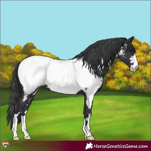 Horse Color:Black Appaloosa