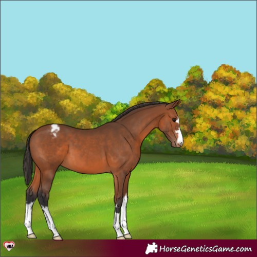 Horse Color:Bay Appaloosa 