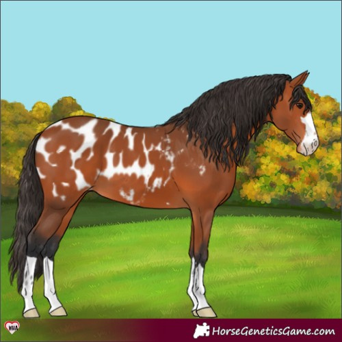 Horse Color:Bay Appaloosa 