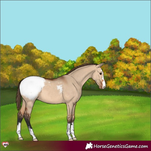 Horse Color:Bay Dun Appaloosa 