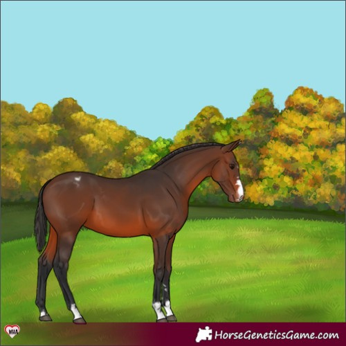 Horse Color:Brown Appaloosa 
