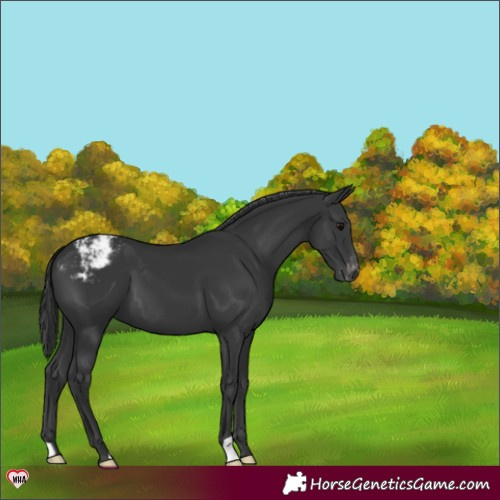Horse Color:Black Appaloosa 