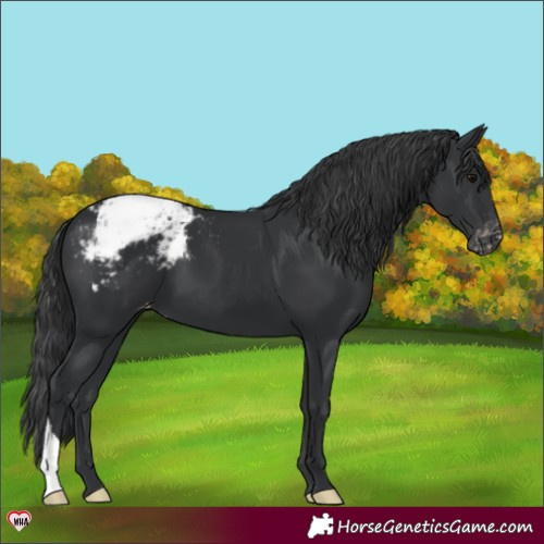 Horse Color:Black Appaloosa