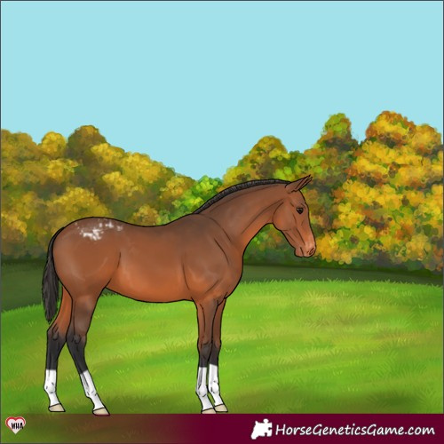 Horse Color:Bay Appaloosa 
