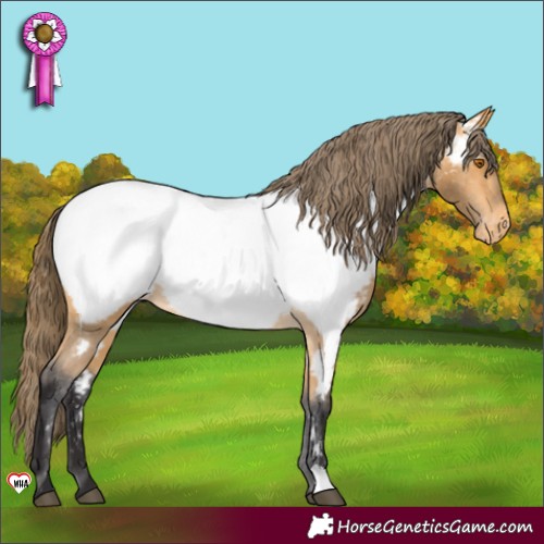 Horse Color:Buckskin Appaloosa 