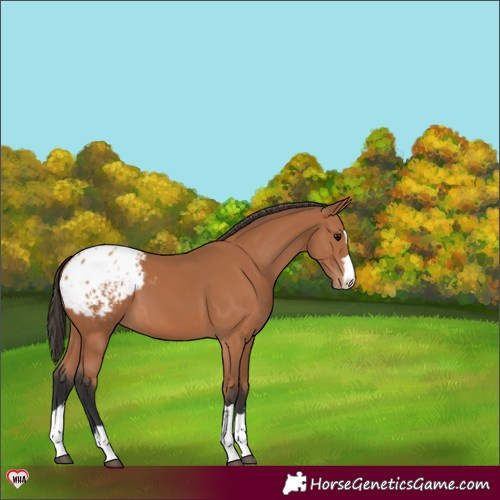 Horse Color:Bay Blanket 