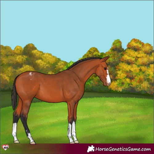 Horse Color:Bay Varnish 