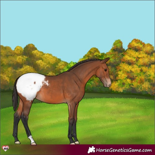 Horse Color:Bay Appaloosa 