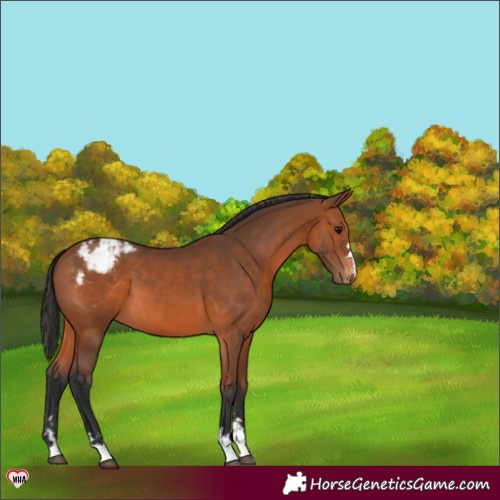 Horse Color:Bay Appaloosa 