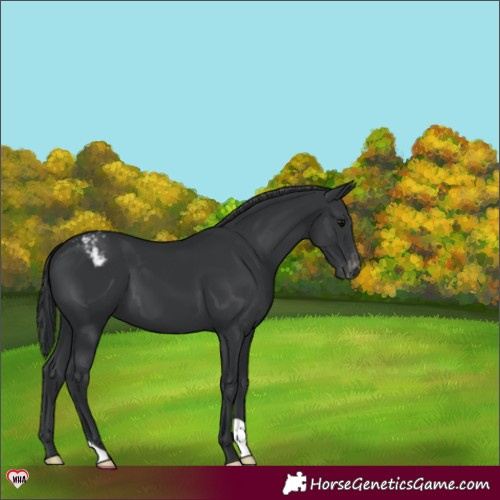 Horse Color:Black Appaloosa 